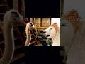 Certificate Hai Vai Robert Downey Jr Dolittle Movie Clips Shorts Dolittle Movieclips