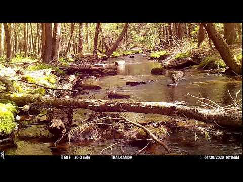 Barred Owl Catching a Fish