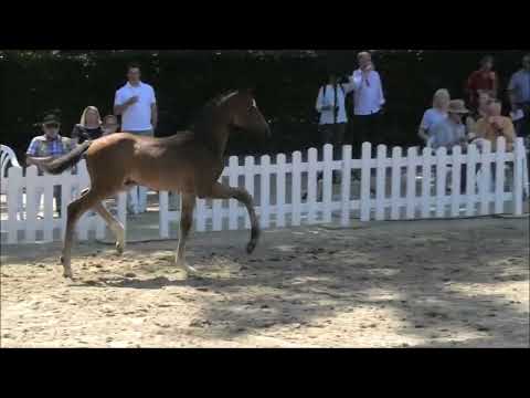 Hengstfohlen von Secret - Sir Donnerhall - De Niro