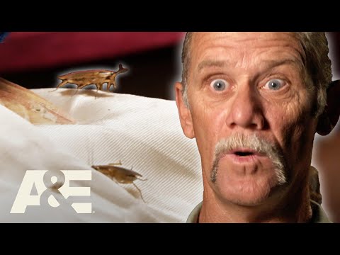 Hoarders: Bug Infestations - Compilation | A&E