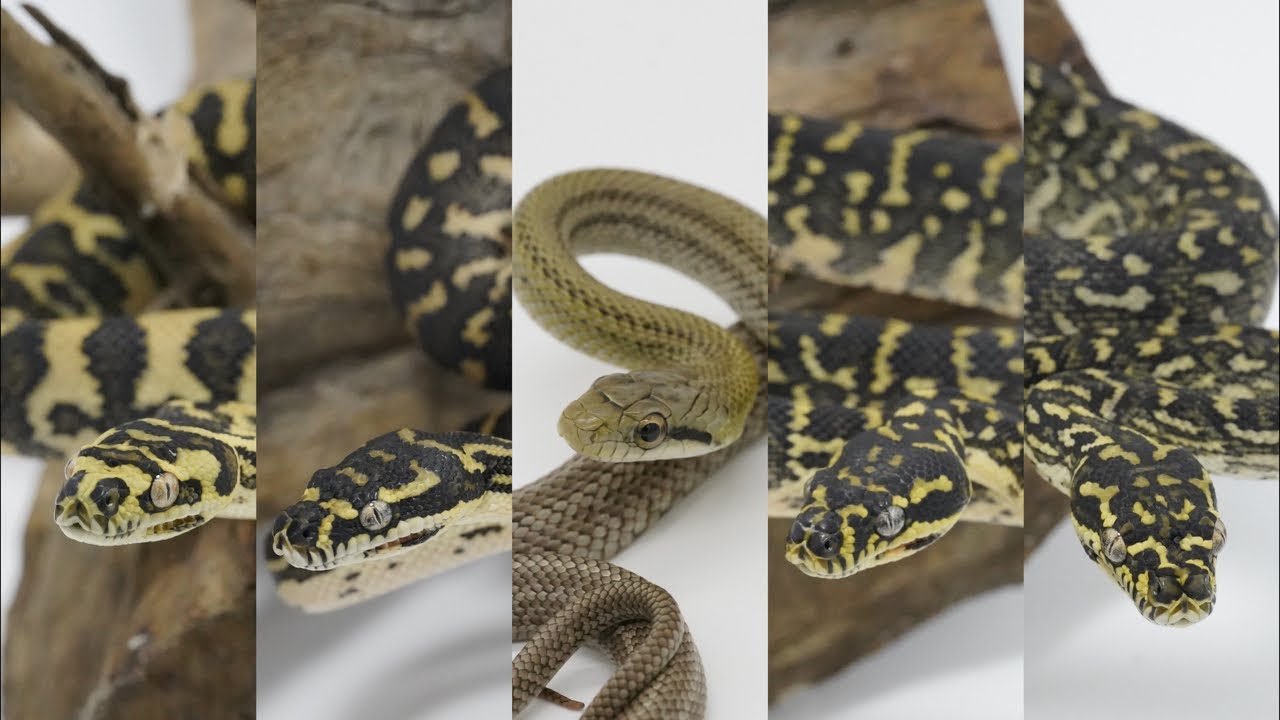 2/21,22販売CB生体全紹介LIVE配信