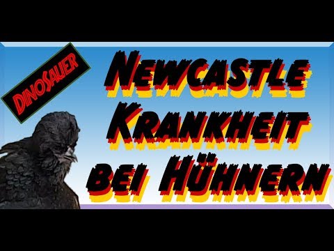 , title : '🐔 Newcastle Krankheit bei Hühnern 🐓 🦖'