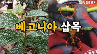 식물 번식 영상 