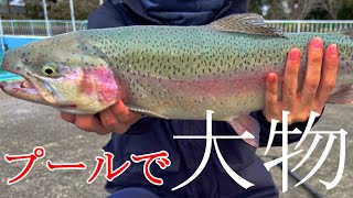 プールで優雅に泳ぐ巨大ニジマス"ヤシオマス"が口を使ってしまう・・・【エリアトラウト】【管理釣り場】【栃木市総合運動公園（栃プー）】