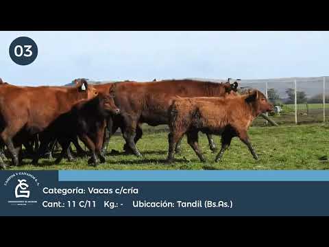 Lote Vc Con Cría - Tandil Bs As