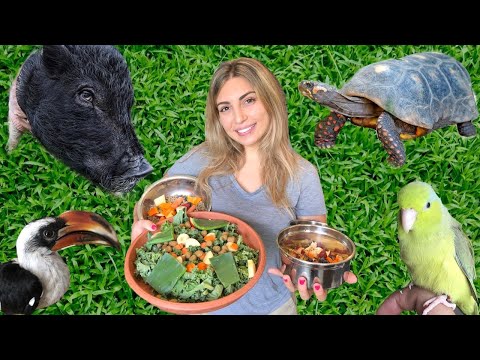 Feeding ALL of our PETS! (Hornbill, Pig, Tortoises, Parrots, Tegu & More!)