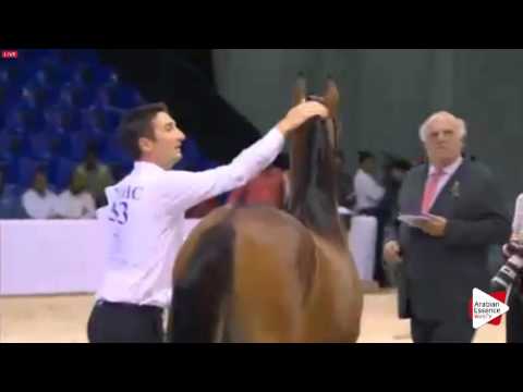 N.33 SG MUWADAH - Dubai 2016 - Yearling Fillies (Class 2A)