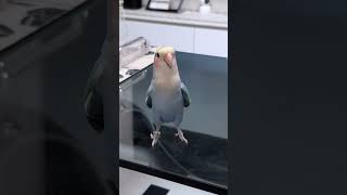 Download lagu Suara burung lovebird 😘 #burung #suara #youtubeshorts #shorts mp3 Download lagu Suara burung lovebird 😘 #burung #suara #youtubeshorts #shorts mp3