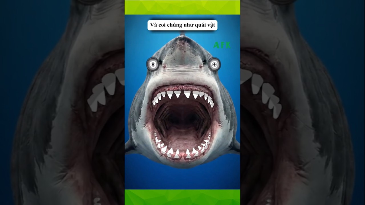 Chúng ta đã hiểu lầm cá mập