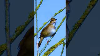 Download lagu MOST BEAUTIFUL SONG OF NIGHINGALE SINGING IN THE WOODS  #birds #nightingale #shorts #relaxing mp3