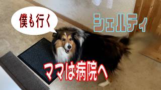 【シェルティ】ママは病院へ【フランス田舎暮らし🇫🇷】#犬の散歩 #賢い犬 #犬のいる暮らし #マイペースな犬