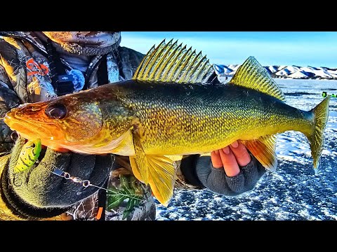 Ice Fishing Walleyes (Echo Lake Saskatchewan)