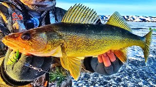 Ice Fishing Walleyes (Echo Lake Saskatchewan)