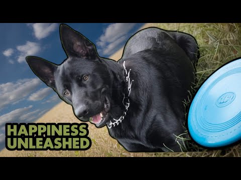 Avitohol’s Joyful Morning Run 🌄 Pure Happiness on the Field