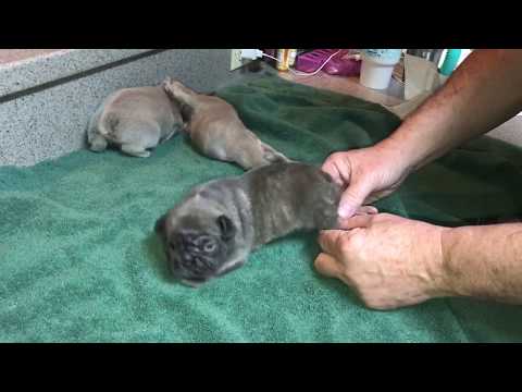 DIY, Solving Puppy Swimmer Syndrome With Tape