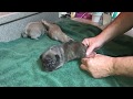 DIY, Solving Puppy Swimmer Syndrome With Tape