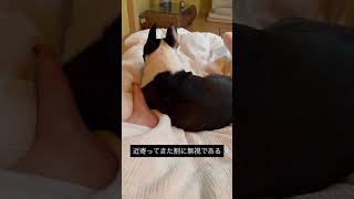 犬ってなんで近寄ってくる割に無視してくるの? #ボストンテリア