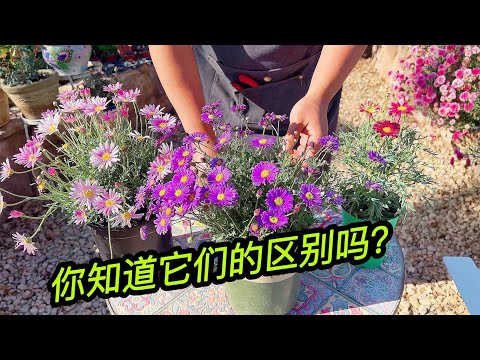 瑪格麗特 小雛菊