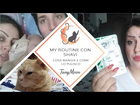 MY ROUTINE CON SHAVI 🐈 | COSA MANGIA E COME LO PULISCO ♡ // Tamy Moon