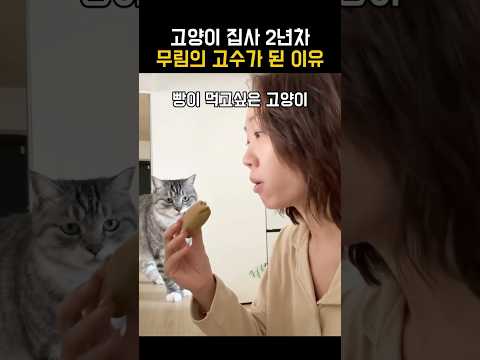 고양이 집사 2년차 무림의 고수가 된 이유