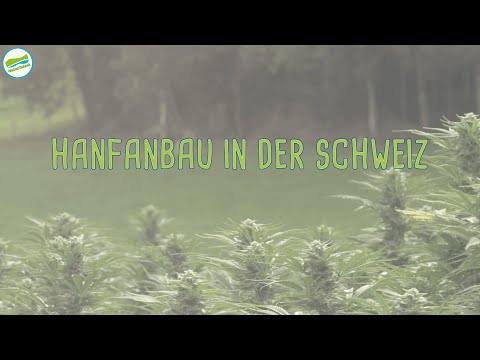 NaturTalent im Rausch: Hanfanbau in der Schweiz