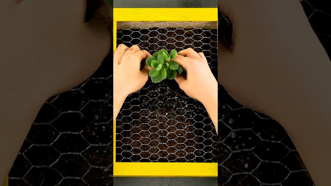DIY Picture Frame Succulent Garden 🎍🖼️✨ #shorts #diy #gardening