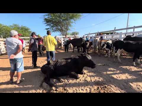 Feira de Gado em Sumé PB 08/09/2026