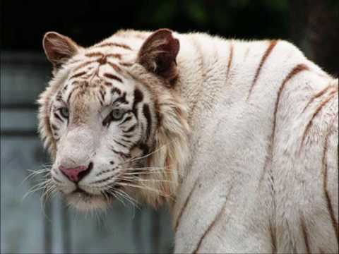 Timo Kotipelto - Valkoiset tiikerit