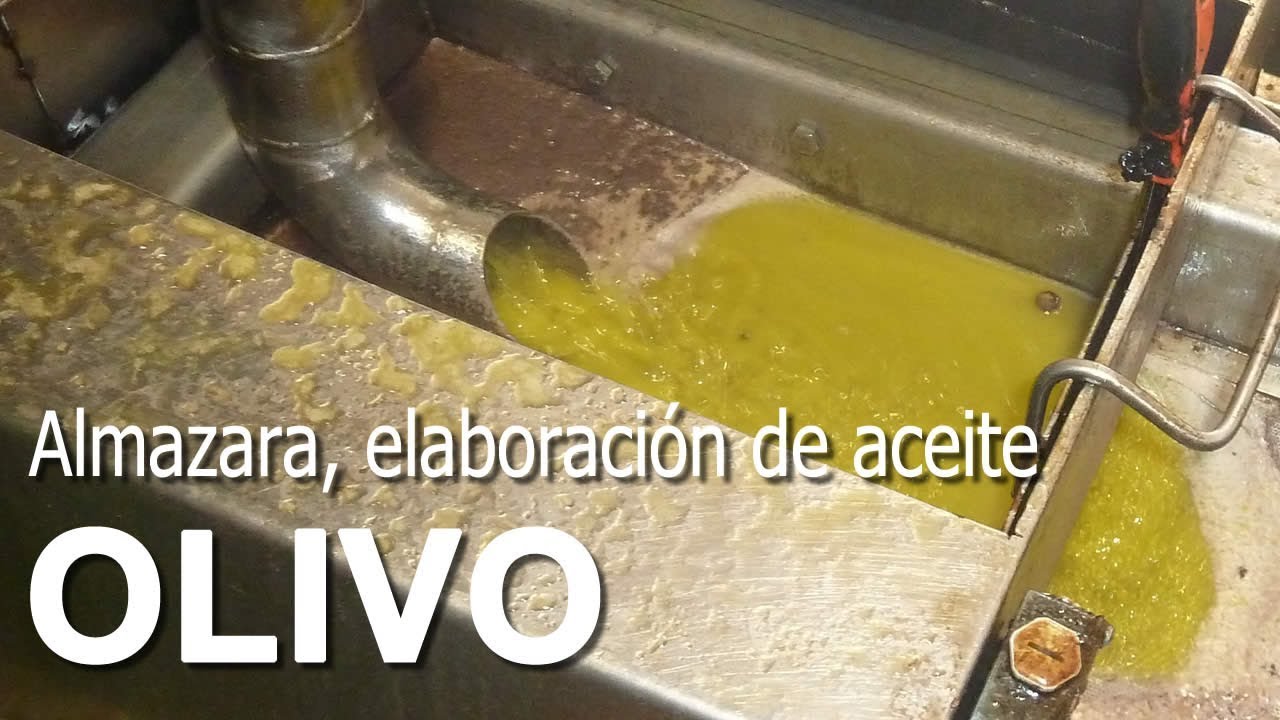 Almazara. Procesado de Aceituna. Elaboración de Aceite