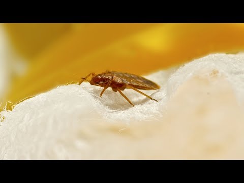 Így szabadulhatunk meg az ágyi poloskától | HáziPatika