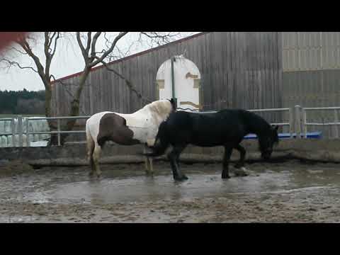 Wolter & Santos - rond de longe gadoue 2