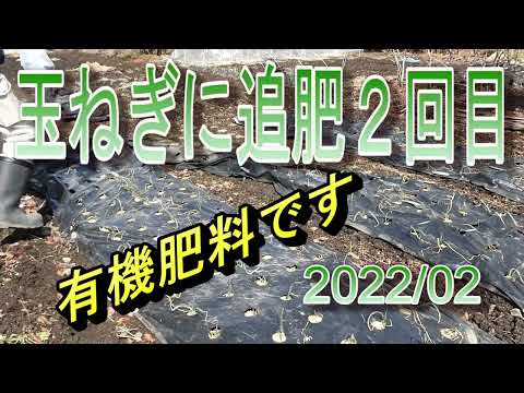 玉ねぎの追肥時期は冬に２回だけです！その方法を詳しく解説 | ゆうがの楽々家庭菜園　