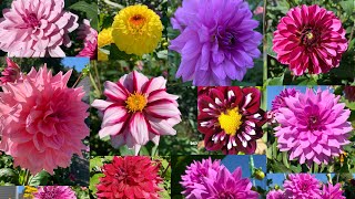 Download lagu Beautiful Dahlia Flowers In My Garden mp3