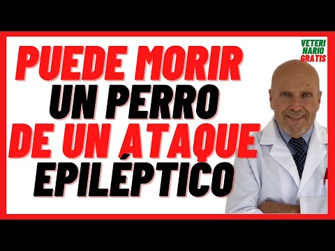 🔴 A Dog Can Die from an Epileptic Attack 🔴 What to do when faced with an Epileptic Attack in Dogs