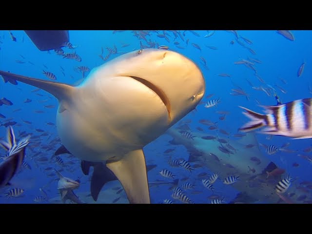 Paradise in Fiji video
