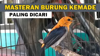Download lagu Pancingan burung kemade jantan betina bahan agar cepat bunyi gacor ngalas‼️ SUARA PIKAT BURCIL AMPUH mp3 Download lagu Pancingan burung kemade jantan betina bahan agar cepat bunyi gacor ngalas‼️ SUARA PIKAT BURCIL AMPUH mp3
