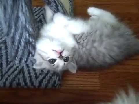 Kaerik RagaMuffin Kittens