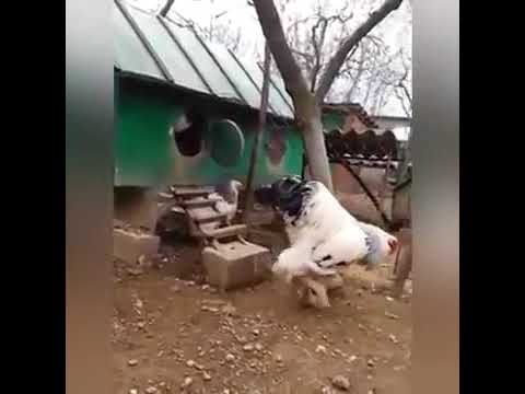 Biggest rooster in the world - MASSIVE Brahma ROOSTER CHICKEN