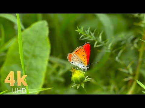 Amazing Insects World - 4K Relaxation Video