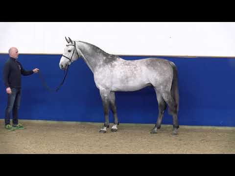 Verbandshengste 2022 - Daymian