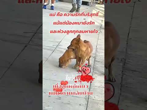 เอ็นดูแม่เป็นห่วงอย่าดื้อกับแม่เลย‼️🥰 #หมาน่ารัก #สุนัขแสนรู้ ##cutedog