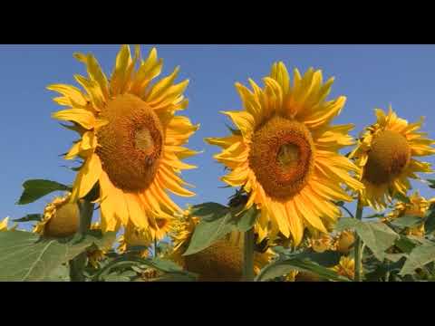 Boja meda ep.18 10.07.2018. - Varoa i borba protiv nje, značaj suncokretove paše