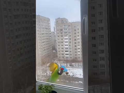 Спасение Попугая от Чайки! 😱