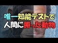 唯一知能テストで人間に勝った動物、彼らも地球の支配者になれるかも【真実の目】