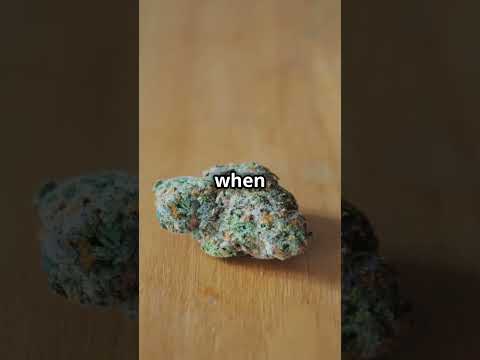 Top 10 cannabis strains you must try 😎