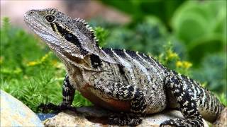 preview picture of video 'Cute Lizard @ Brisbane City Botanic Gardens with Lumix FZ200'