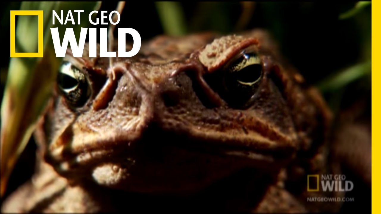 Venomous Cane Toads | Nat Geo Wild