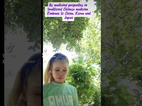 Porisu/ Yamina Rare Plants