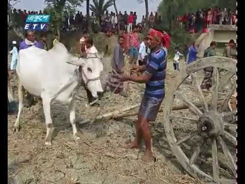 উপজেলা প্রশাসনের ব্যতিক্রমী আয়োজন গরুর গাড়ির দৌড়