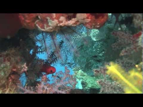 ...one of those days, diving in timor leste